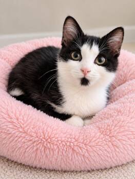 Polly Pocket -  Domestic Short Hair Cat for Adoption in Oswego, South Carolina - Polly Pocket | PetCurious