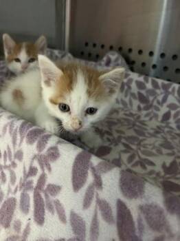 Herring -  Domestic Short Hair Cat for Adoption in Kansas City, Missouri - Herring | PetCurious