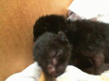 Rescue Domestic Short Hair Cats for Adoption in Dallas, Texas - HARPER | PetCurious