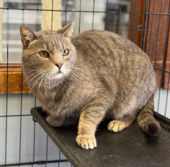 Crybaby -  Domestic Short Hair Cat for Adoption in Columbus, Nebraska - Crybaby | PetCurious