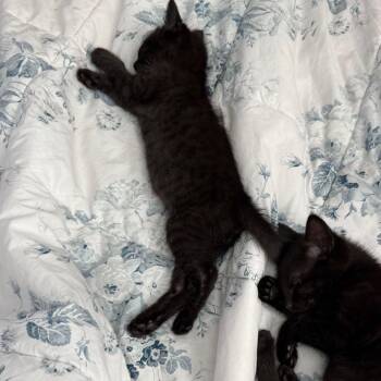 Stark -  Domestic Short Hair Cat Available for Adoption in Tallahassee, Florida - Stark | PetCurious
