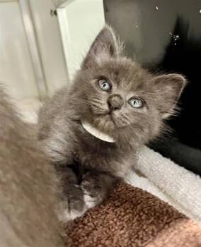 FETA -  Domestic Short Hair Cat for Adoption in San Francisco, California - FETA | PetCurious