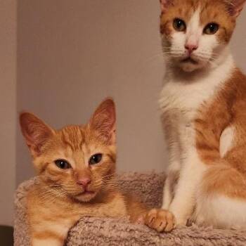 Mustard -  Domestic Short Hair Cat for Adoption in Mount Laurel Township, New Jersey - Mustard | PetCurious