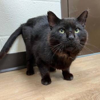 Domestic Short Hair Cats Available for Adoption in Lyndhurst, Virginia - SVAS-Stray-38604 | PetCurious