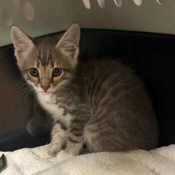 Domestic Short Hair Cats Available for Adoption in Tupelo, Mississippi - Spruce 052009U | PetCurious