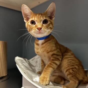 Mike -  Domestic Short Hair Cat for Adoption in Chattanooga, Tennessee - Mike | PetCurious