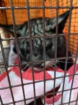 Domestic Short Hair Cats Available for Adoption - A1403534 | PetCurious