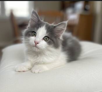 Rescue Domestic Long Hair Cats for Adoption in Pittsfield, Illinois - Smudge | PetCurious