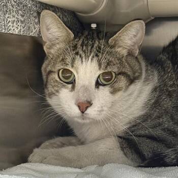 BOK CHOY -  Domestic Short Hair Cat for Adoption in Las Vegas, Nevada - BOK CHOY | PetCurious