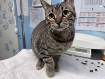 Rescue Domestic Short Hair Cats for Adoption in Roseville, California - Taco Bell | PetCurious