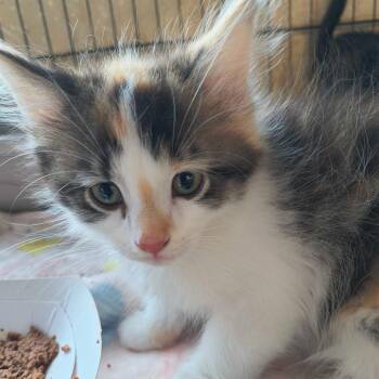 Rapunzel -  Domestic Long Hair Cat for Adoption in Riverwoods, Illinois - Rapunzel | PetCurious