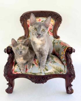 Rescue Dilute Tortoiseshell Cats for Adoption in Nacogdoches, Texas - SPECKLE And SPACKLE | PetCurious