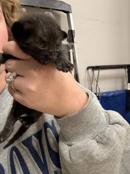 GARLIC -  Domestic Short Hair Cat for Adoption in Killeen, Texas - GARLIC | PetCurious