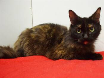 Domestic Medium Hair Cats Available for Adoption in Sacramento, California - ANGELA | PetCurious