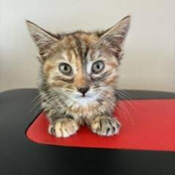 Lollipop -  Domestic Short Hair Cat for Adoption in Greensboro, Georgia - Lollipop | PetCurious