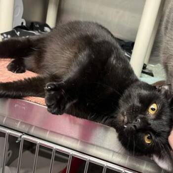 Lemon Drop Martini -  Domestic Short Hair Cat for Adoption in Wheaton, Illinois - Lemon Drop Martini | PetCurious