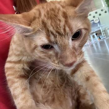 Chalupa FKA Gillian -  Domestic Medium Hair Cat for Adoption in Leander, Texas - Chalupa FKA Gillian | PetCurious