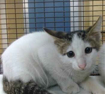 ROBIN -  Domestic Short Hair Cat for Adoption in Doral, Florida - ROBIN | PetCurious
