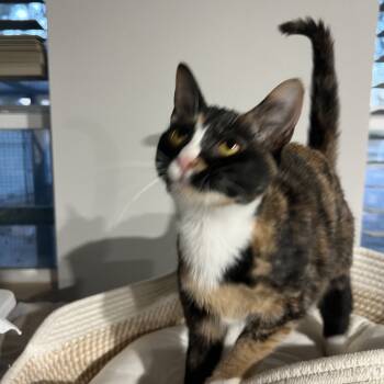 Rescue American Shorthair Cats for Adoption in Aledo, Texas - Jinx | PetCurious