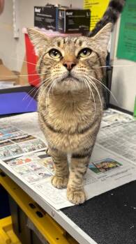 Heinz -  Domestic Short Hair Cat for Adoption in Sorrento, Louisiana - Heinz | PetCurious