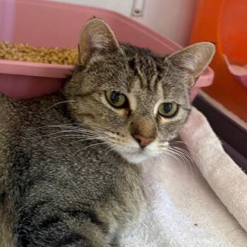 Cinderella -  Domestic Short Hair Cat for Adoption in Desert Hot Springs, California - Cinderella | PetCurious