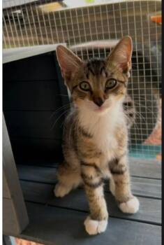 Woo -  Tabby and Domestic Short Hair Cat for Adoption in Warr Acres, Oklahoma - Woo | PetCurious