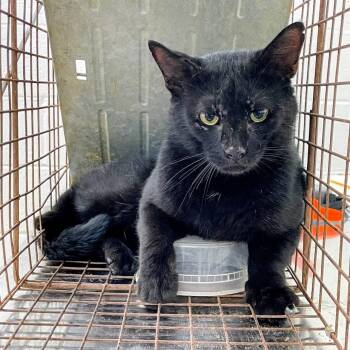 SVAS-Stray-39221 -  Domestic Short Hair Cat for Adoption in Lyndhurst, Virginia - SVAS-Stray-39221 | PetCurious