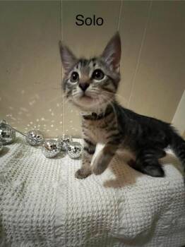 Solo -  Domestic Short Hair Cat for Adoption in Groveland, Massachusetts - Solo | PetCurious