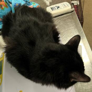 Rio -  Domestic Medium Hair Cat for Adoption in Las Cruces, New Mexico - Rio | PetCurious