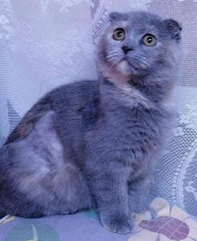 British Shorthair Cats Available for Adoption in Snow Hill, Maryland - Moxie | PetCurious
