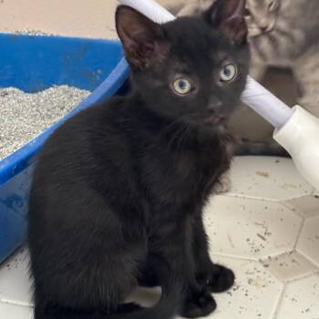 Mutsu 2026 -  Domestic Short Hair Cat for Adoption - Mutsu 2026 | PetCurious