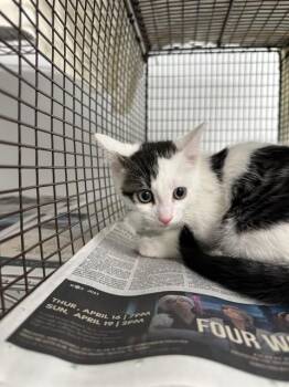MILLY -  Domestic Short Hair Cat for Adoption in Fort Lauderdale, Florida - MILLY | PetCurious