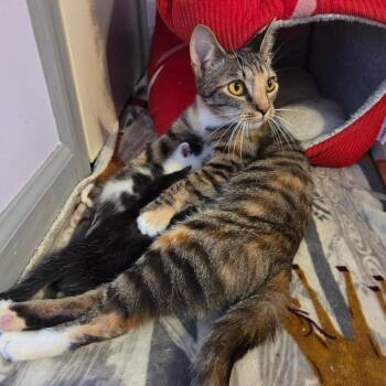 Moana -  Domestic Short Hair Cat for Adoption in Harrisonburg, Virginia - Moana | PetCurious