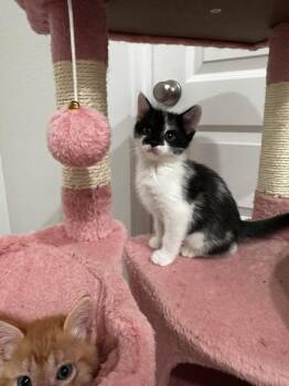 Domestic Short Hair Cats Available for Adoption in Brewster, New York - Harly | PetCurious
