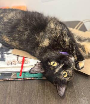 Gabby -  Tortoiseshell Cat for Adoption in Lewis Center, Ohio - Gabby | PetCurious