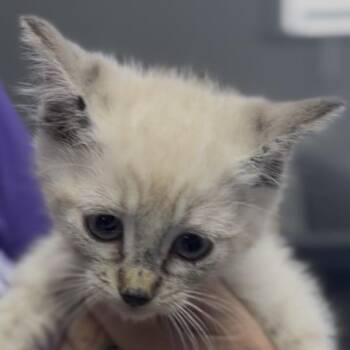 Violet -  Domestic Short Hair Cat for Adoption in Midland, Texas - Violet | PetCurious