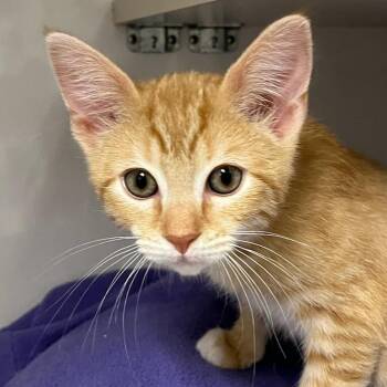 Domestic Short Hair Cats Available for Adoption in Redwood City, California - Max | PetCurious