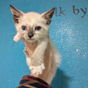 Wednesday -  Domestic Short Hair Cat for Adoption in Wahiawa, Hawaii - Wednesday | PetCurious