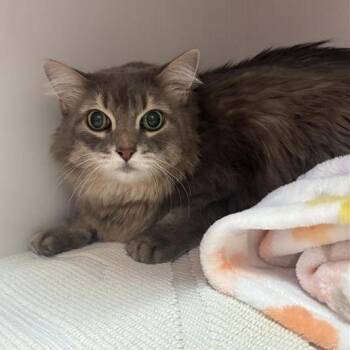 Molly -  Domestic Long Hair Cat for Adoption in Tempe, Arizona - Molly | PetCurious