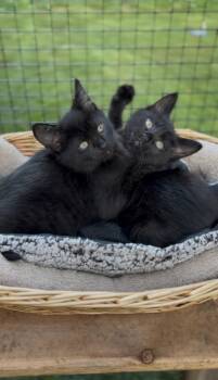 Brio -  Domestic Short Hair Cat for Adoption in Sechelt, British Columbia - Brio | PetCurious