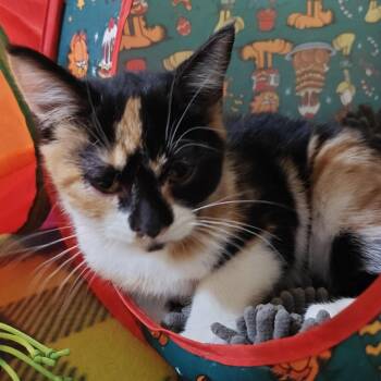 Domestic Short Hair Cats Available for Adoption in Phoenix, Arizona - Tisaanah | PetCurious