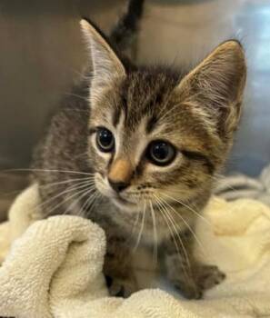 Domestic Short Hair Cats Available for Adoption in Lampasas, Texas - Beans | PetCurious