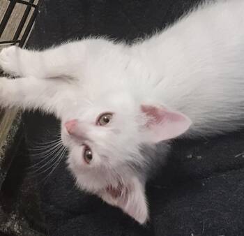 SONDER -  Domestic Short Hair Cat for Adoption in Aurora, Colorado - SONDER | PetCurious