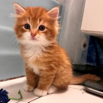 Leo -  Domestic Long Hair Cat for Adoption in Long Beach, California - Leo | PetCurious