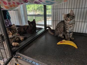 Macaroni -  Domestic Short Hair Cat for Adoption in Shelton, Washington - Macaroni | PetCurious