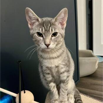 Rescue Domestic Short Hair Cats for Adoption in Fairfax Station, Virginia - Sierra | PetCurious