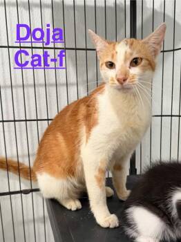 Doja Cat 26 -  Tabby and Domestic Short Hair Cat for Adoption in Brookhaven, Mississippi - Doja Cat 26 | PetCurious