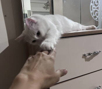 Rescue Turkish Angora Cats for Adoption in Herndon, Virginia - Risah | PetCurious