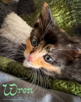 Rescue Domestic Short Hair Cats for Adoption in Fort Walton Beach, Florida - WREN | PetCurious