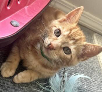 Wasabi -  Domestic Short Hair Cat for Adoption in Vancouver, Washington - Wasabi | PetCurious